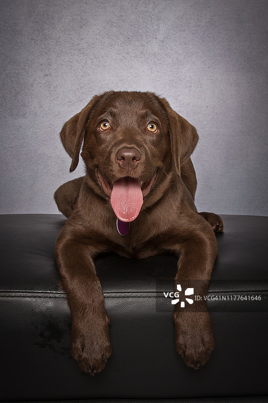 这是一只巧克力色的拉布拉多寻回犬在灰色背景上看着摄像机的肖像。图片素材
