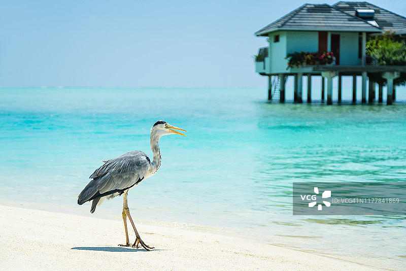 马尔代夫南阿里环礁太阳岛度假胜地沙滩上的苍鹭图片素材
