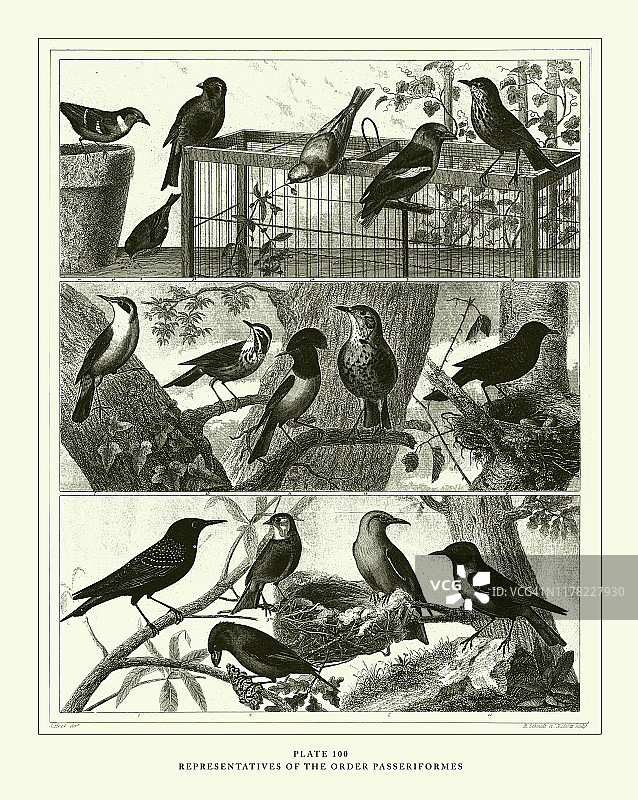 雕刻古董，代表的顺序，雕刻古董插图，出版于1851年图片素材