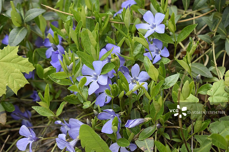 春天多年生花铺地，长春花有精致的蓝色花和美丽的叶子，绿色和花的背景在春天图片素材
