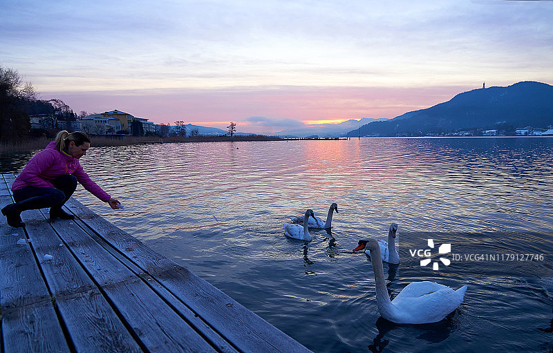 早晨在湖上喂天鹅的女人，Wörthersee湖，克拉根福，奥地利图片素材