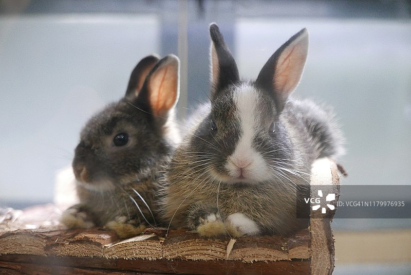 宠物店里的两只兔子图片素材