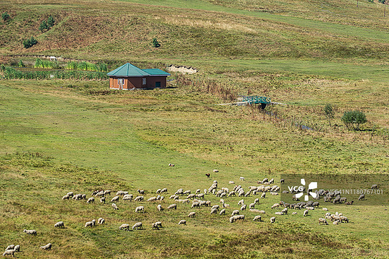 印度喀什米尔，春日黄昏，羊群在草地上成群结队。图片素材