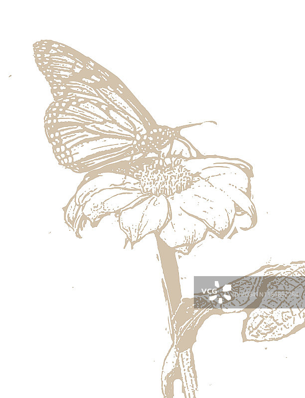木刻帝王蝶在百日菊上图片素材