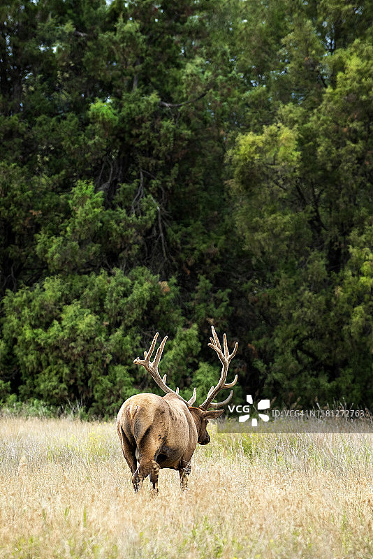 蒙大拿州拉特的一只公麋鹿。美国。图片素材