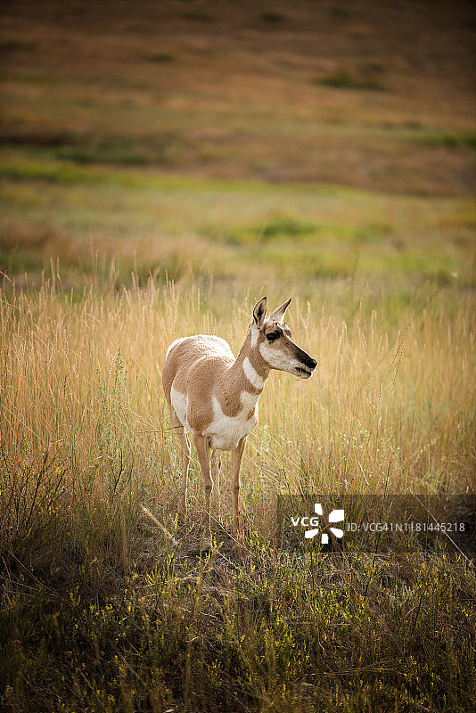 夏天的叉角羚，内华达州。美国。图片素材