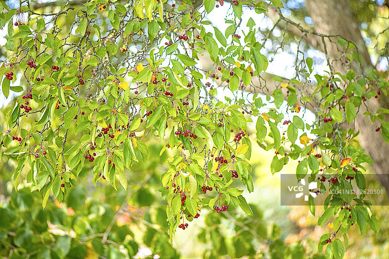 在明亮的阳光下，海棠树充满活力的红色浆果的特写图像图片素材