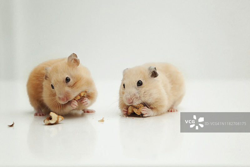 两只仓鼠在吃坚果图片素材