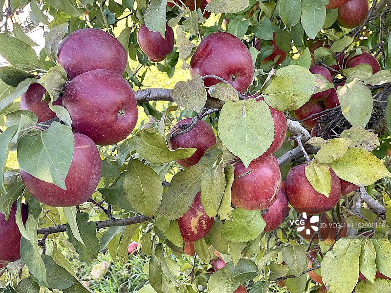 树上新鲜的传家宝苹果图片素材