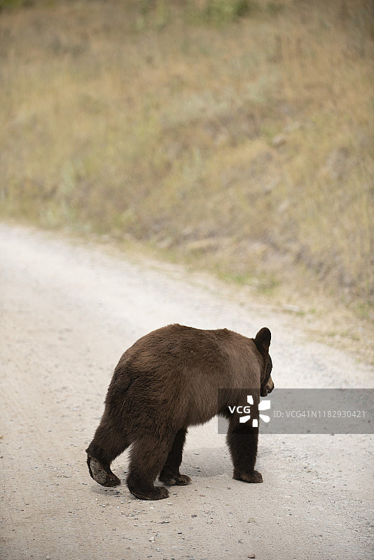 熊穿越。美国蒙大拿。图片素材