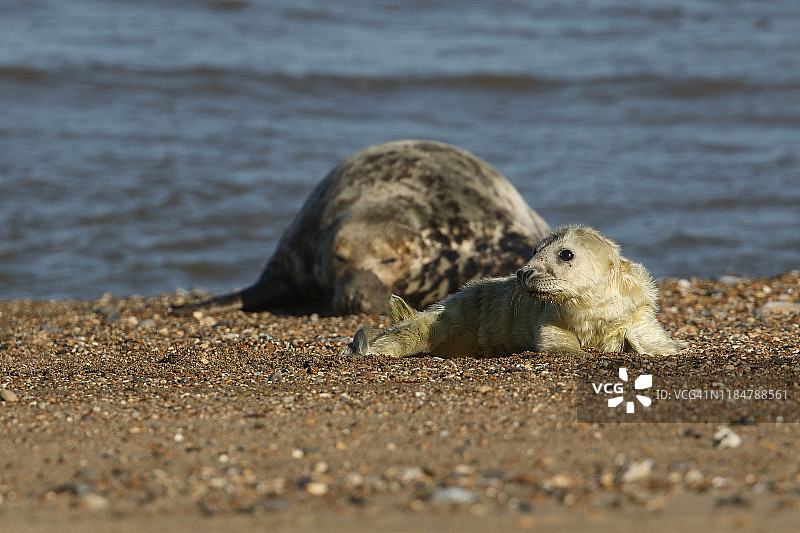 一只可爱的新生灰海豹躺在海滩上，旁边是正在休息的海豹妈妈。图片素材