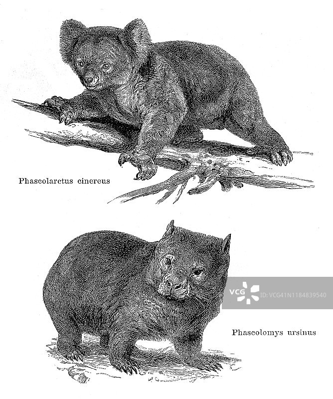 考拉和袋熊在澳大利亚插图1896图片素材