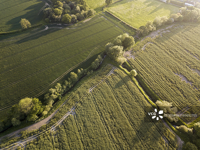2018年，英格兰东苏塞克斯郡，农田间绿树成荫的道路图片素材