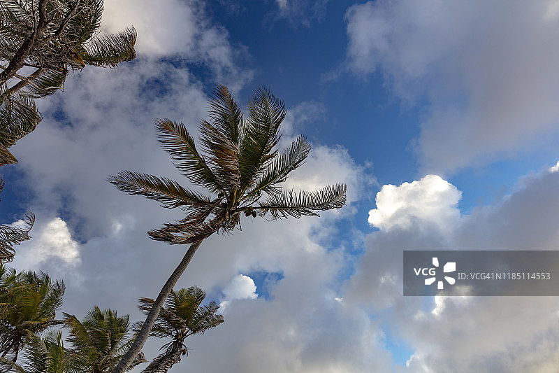 2019年，圣文森特、格林纳丁斯等地的春湾迎风面椰子树图片素材