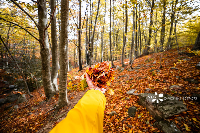 抱着秋叶在一个美丽的森林里白天在山上。图片素材