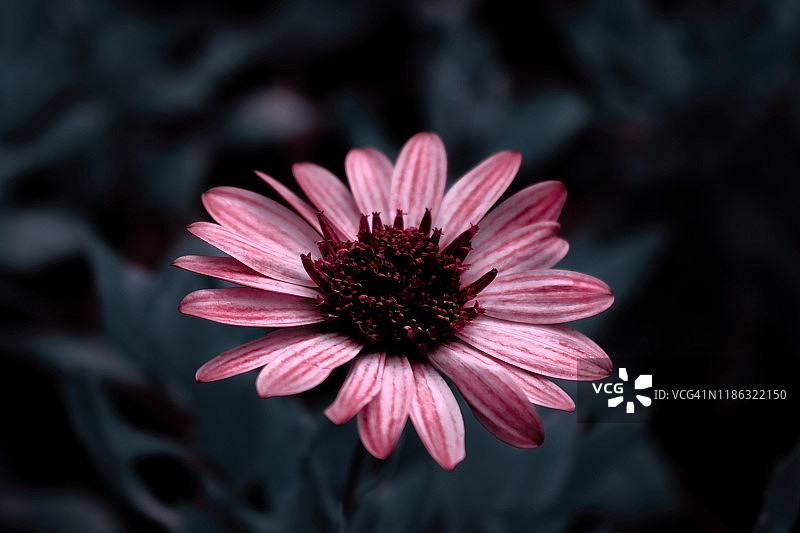 一个粉红色和白色非洲菊花的特写在一个黑暗的背景图片素材