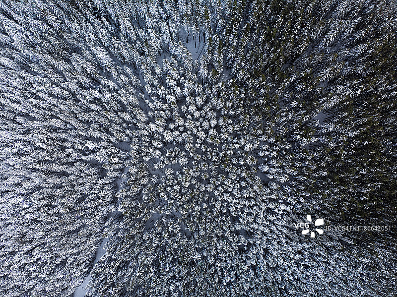 森林鸟瞰图与新鲜的雪覆盖图片素材