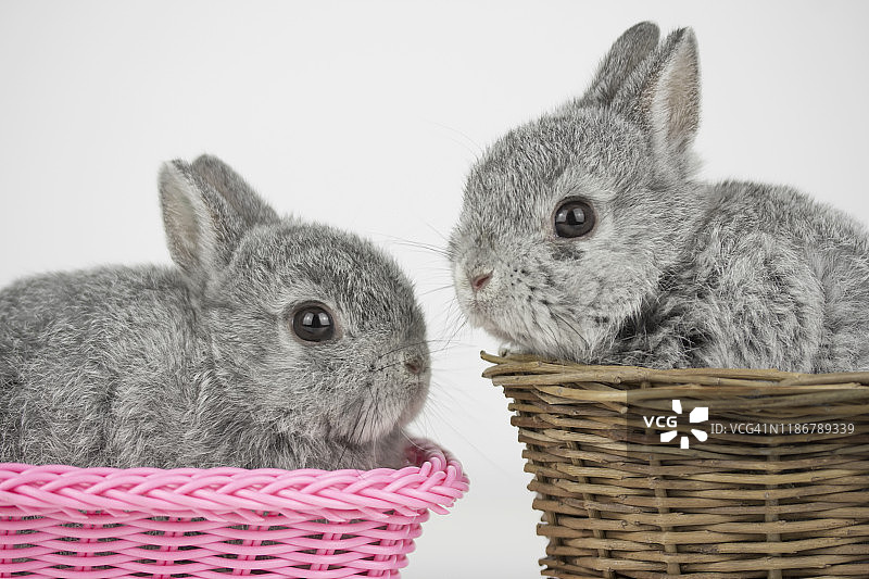 柳条篮子里有两只兔子图片素材