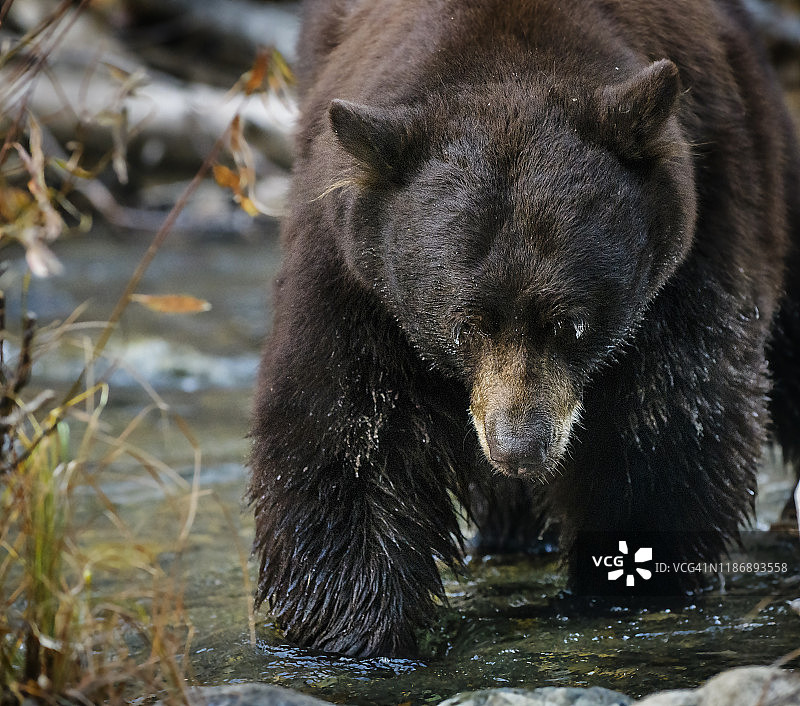 可爱的黑熊在泰勒溪钓鱼，南太浩湖图片素材