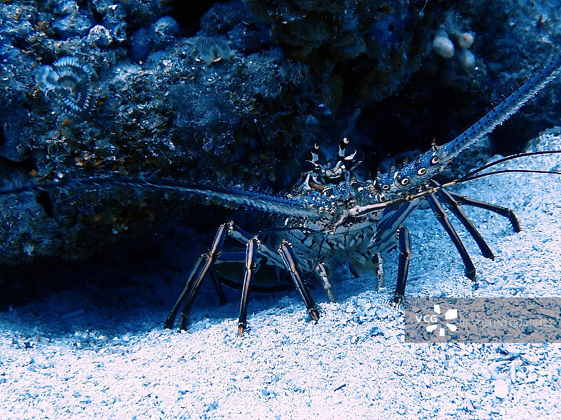 加勒比多刺龙虾，大开曼群岛图片素材