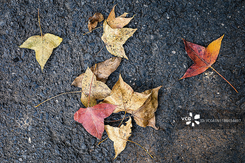 秋天，红叶飘落在地上图片素材