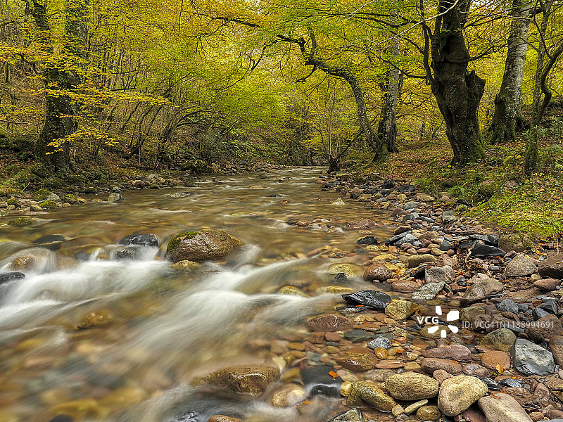 在西班牙坎塔布里亚的Saja-Besaya自然公园的森林里，河边的石头被侵蚀，周围是秋天的颜色。图片素材