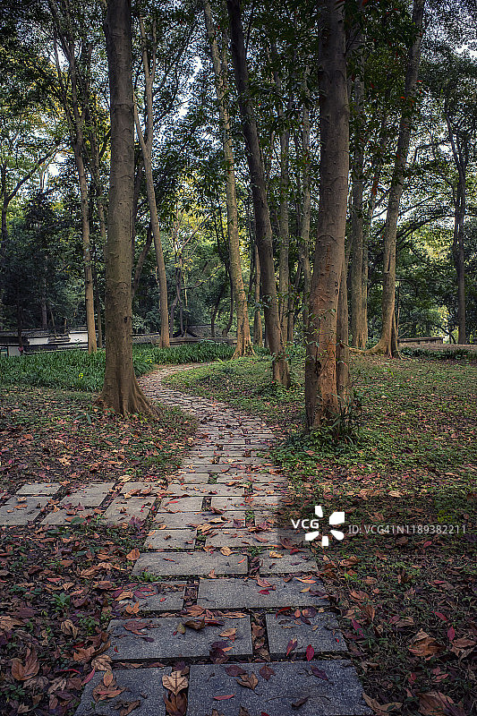 中国杭州公园的树林图片素材