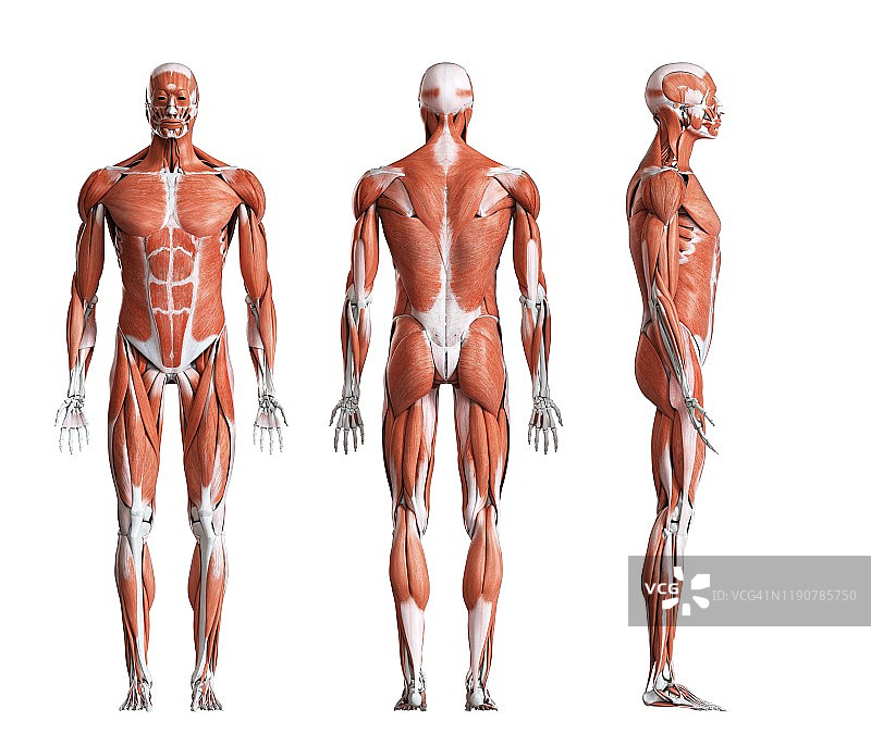 雄性肌肉组织,说明图片素材