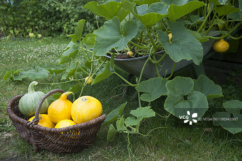 南瓜在柳条篮子植物在农场图片素材