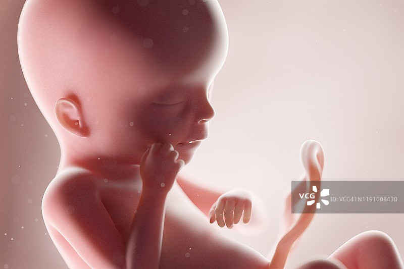 19周胎儿，插图图片素材
