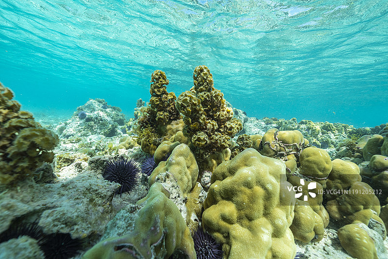 印度洋毛里求斯珊瑚礁下的海胆图片素材