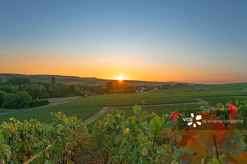 葡萄园和葡萄在一个山地乡村农场在法国图片素材