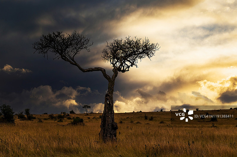日落在非洲大草原的金合欢树，Safari在坦桑尼亚的塞伦盖蒂。图片素材