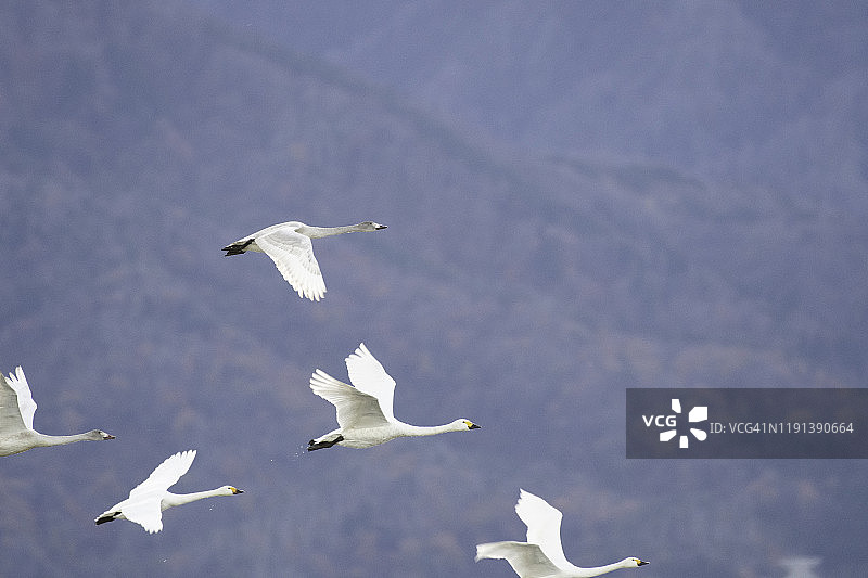 日本新泻县冰古湖上吹着口哨的天鹅图片素材
