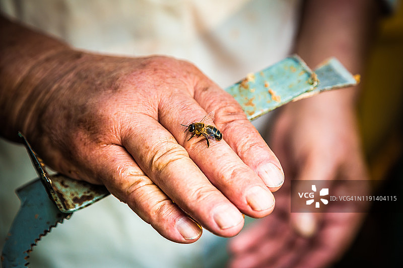 在户外采集蜂蜜的养蜂人的双手图片素材