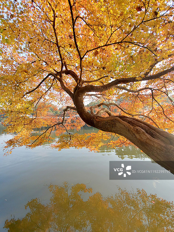 杭州西湖一棵孤独的枫树图片素材