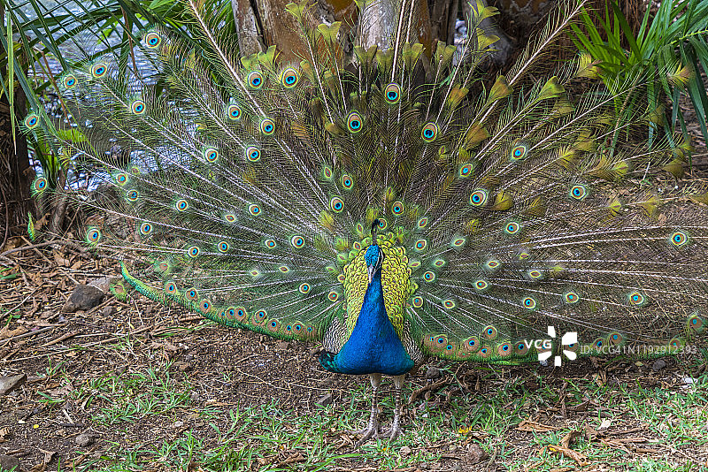 孔雀展示尾羽，毛里求斯，非洲图片素材
