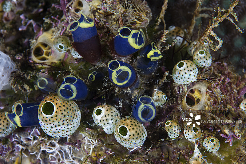 珊瑚礁上生长着一簇五颜六色的被囊动物。图片素材