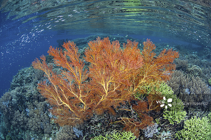 一种色彩鲜艳的柳珊瑚生长在印度尼西亚拉贾安帕的珊瑚礁上。图片素材