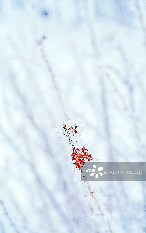 一个霜冻的冰离开醋栗在冬天白色的灌木背景图片素材