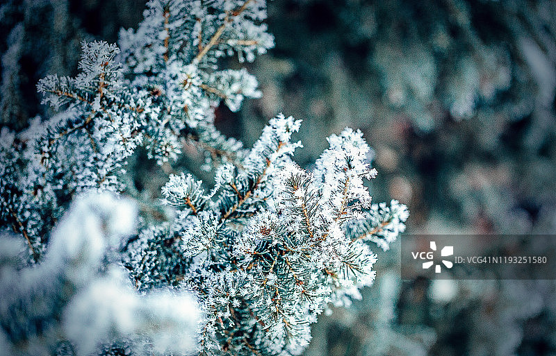 雪覆盖霜冰特写松枝在冬天。圣诞贺卡图片素材