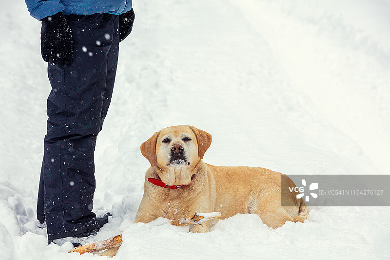 冬天，这只狗躺在积雪的森林里，在主人脚下的厚厚的积雪中。一只拉布拉多猎犬看着镜头图片素材