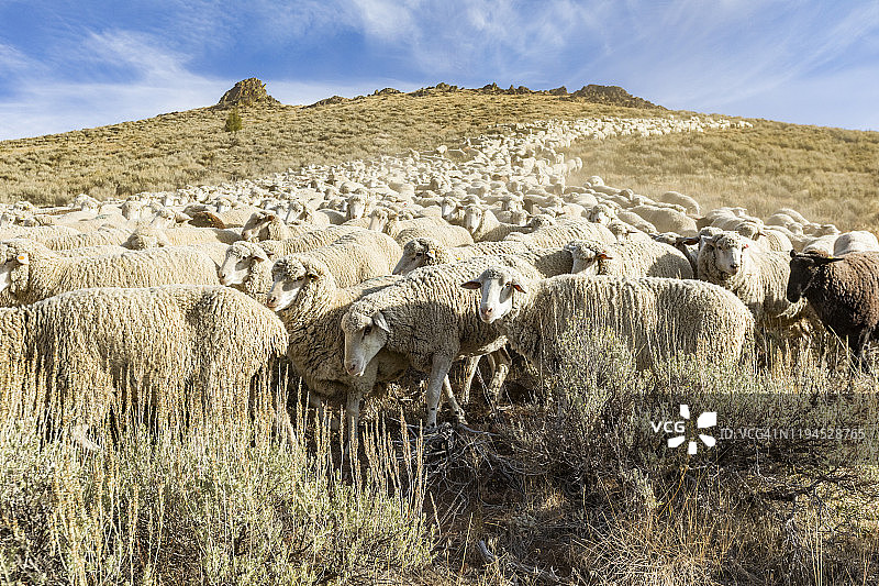 美国爱达荷州凯彻姆山上的羊群图片素材