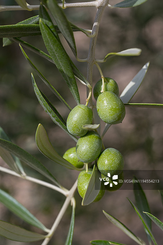一小群橄榄生长在树上的特写图片素材