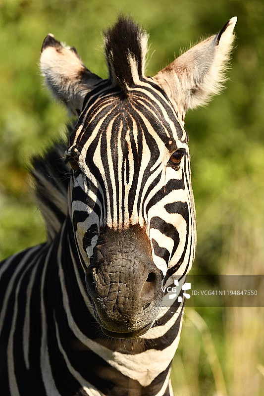 南非的野生斑马图片素材
