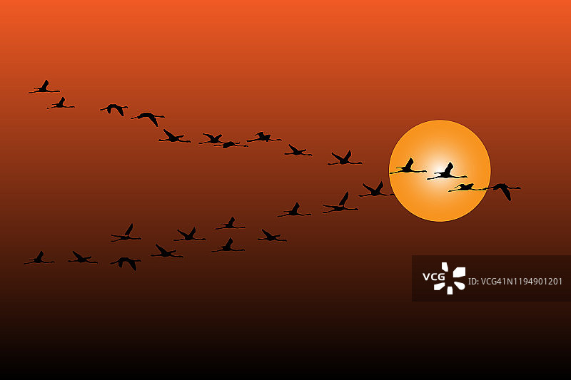 飞翔的鸟。日落的天空背景。矢量图像。图片素材
