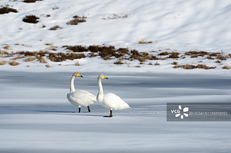 两只天鹅，挪威罗浮敦群岛Ostadvatnet冰冻湖图片素材