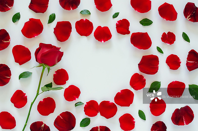 红色的玫瑰和它的花瓣和叶子在白色的背景上。图片素材