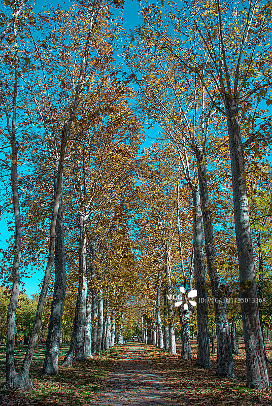 秋天的沿途有树的小路图片素材