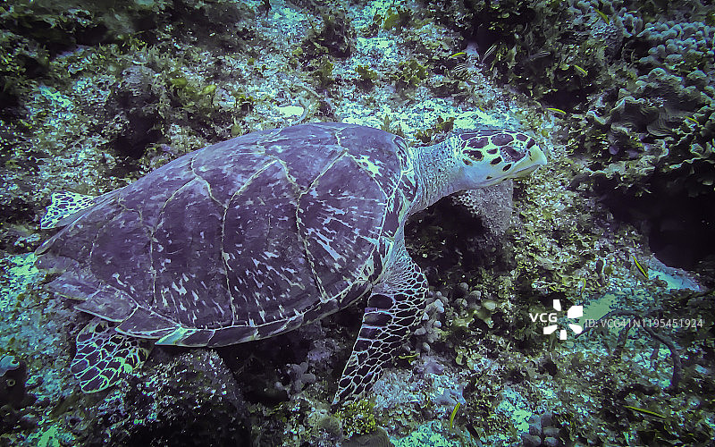 科苏梅尔水域的海龟图片素材